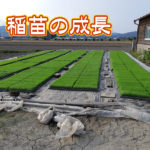 稲苗の成長 #オーガニック #有機農業 #無農薬 #無農薬米 #自然米 #自然農法 #自然野菜 #無農薬野菜
