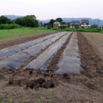さつまいも #オーガニック #有機農業 #無農薬 #無農薬米 #自然米 #自然農法 #自然野菜 #無農薬野菜
