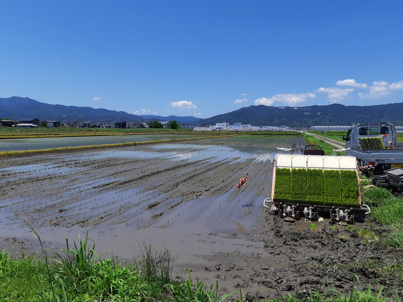 田植え #オーガニック #有機農業 #無農薬 #無農薬米 #自然米 #自然農法 #自然野菜 #無農薬野菜