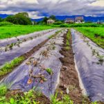 サツマイモ #オーガニック #有機農業 #無農薬 #無農薬米 #自然米 #自然農法 #自然野菜 #無農薬野菜