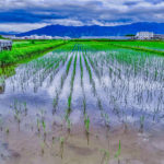 集中豪雨の被害 #オーガニック #有機農業 #無農薬 #無農薬米 #自然米 #自然農法 #自然野菜 #無農薬野菜