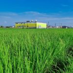 稲穂 #オーガニック #有機農業 #無農薬 #無農薬米 #自然米 #自然農法 #自然野菜 #無農薬野菜