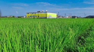 稲穂 #オーガニック #有機農業 #無農薬 #無農薬米 #自然米 #自然農法 #自然野菜 #無農薬野菜