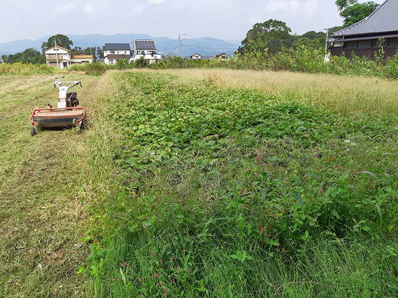 圃場の草刈り #オーガニック #有機農業 #無農薬 #無農薬米 #自然米 #自然農法 #自然野菜 #無農薬野菜