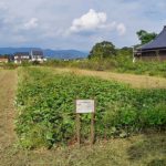 圃場の草刈り #オーガニック #有機農業 #無農薬 #無農薬米 #自然米 #自然農法 #自然野菜 #無農薬野菜