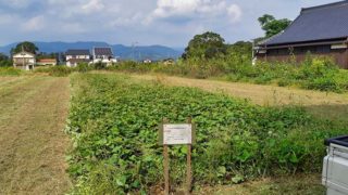 圃場の草刈り #オーガニック #有機農業 #無農薬 #無農薬米 #自然米 #自然農法 #自然野菜 #無農薬野菜