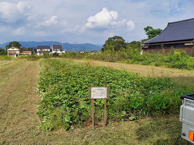 圃場の草刈り #オーガニック #有機農業 #無農薬 #無農薬米 #自然米 #自然農法 #自然野菜 #無農薬野菜